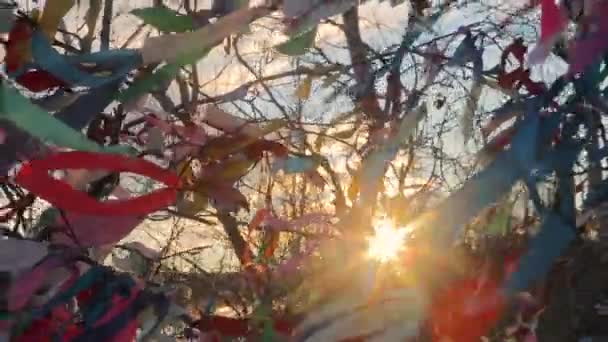 Incredibile albero colorato, nel mezzo della tundra, a Yamala . — Video Stock