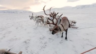 Ormanda gitmeye hazır Arctic ortasında güzel reindeers.