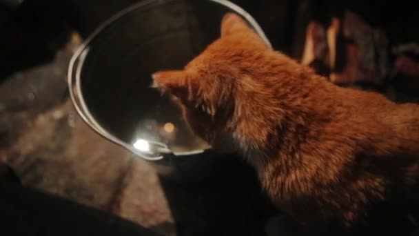 Seekor kucing tunawisma minum air dari ketel uap besar . — Stok Video