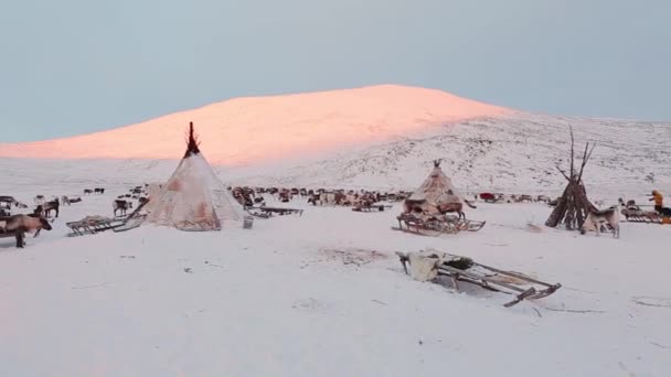 Jurta Este Közepén Szibériai Tundra Rénszarvas — Stock videók