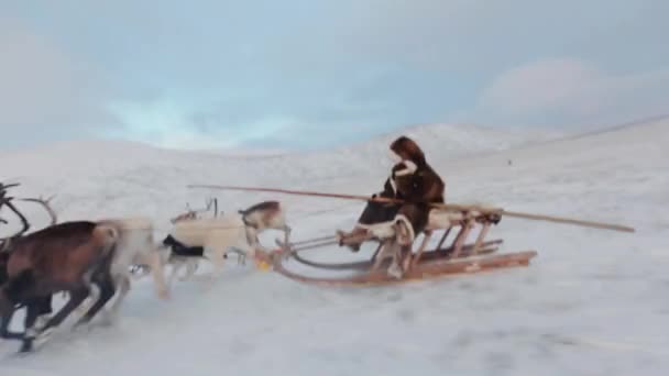 Passeio Sleigh de uma bela rena grande ii no meio da Sibéria . — Vídeo de Stock