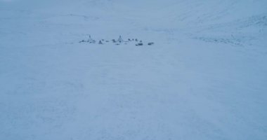Dron, yurts reindeers ve kızak dışında kamp gelen Sibirya yaşamın yakalama. Kırmızı epic vurdu