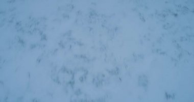 Video çekimi dronun tundra Arctic içinde ortasında. 4k