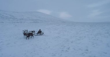 Reindeers ile bir Sibirya adam var bir kızak üzerinde tundra inanılmaz hava görünümünde dronun binmek..