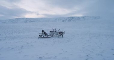 Closeup inanılmaz reindeers ve onun sahibi bir atlı kızak kutup tundra ortasında bir yolculuk var.