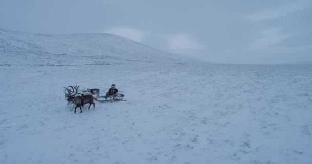 Passeio com renas em um trenó um homem siberiano tem na tundra incrível vista aérea do drone . — Vídeo de Stock