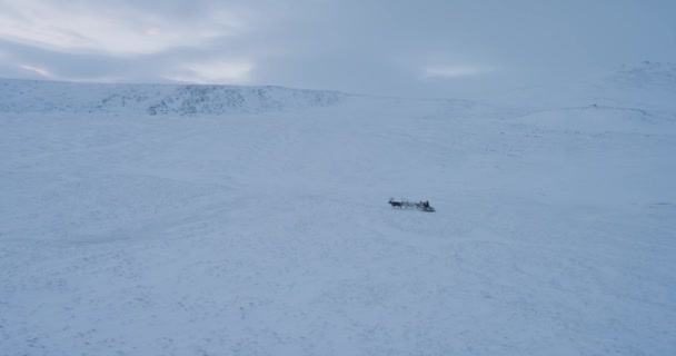 Siberia paisaje de un humano conduciendo en el trineo con renos increíble toma de vídeo de drone . — Vídeos de Stock