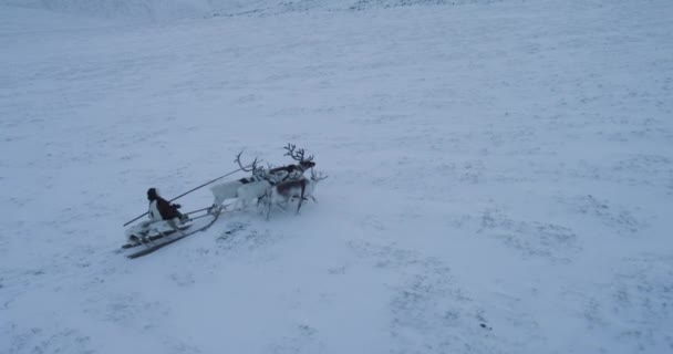 Από την κορυφή με drone που παίρνει το βίντεο ενός άνδρα έχουν μια βόλτα με ταράνδους με ένα έλκηθρο στη Σιβηρία. βολή στην κόκκινη έπος — Αρχείο Βίντεο