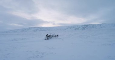 Tundra içinde kutup adam ortasına reindeers ile bir atlı kızak yolculuğu var. 4k