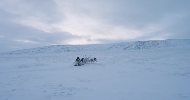 Μέση της τούνδρας στην Αρκτική άνθρωπος έχουν βόλτα σε ένα έλκηθρο με ταράνδους. 4k — Αρχείο Βίντεο
