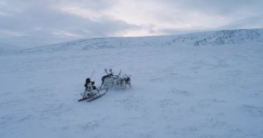 Kışın Sibirya, kürk giyen bir adam var reindeers yanıma tarlanın ortasında. 4k