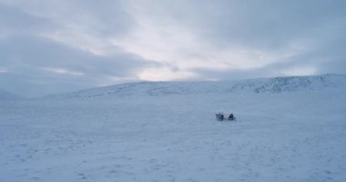Video drone alarak bir adam var bir kızakta Arctic reindeers ile bir yolculuk.