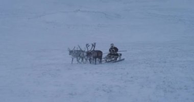 Reindeers ve tundra drone yakalama ortasında yurts. yavaş hareketleri