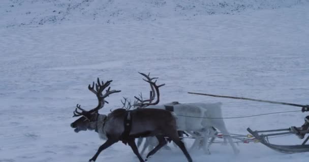 Jurty tábor uprostřed tundra v Sibiři, soby a sáně jsou vedle kempu úžasný pohled dron s. — Stock video