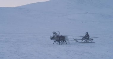 Bir kamp yurts ve reindeers esir alma en iyi Uçak üzerinden harika görünümü. Kırmızı epic vurdu