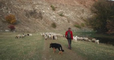 Onun büyük köpek ve dolaşan bir büyük keçi sürüsü ile çoban bir göl kırsal.