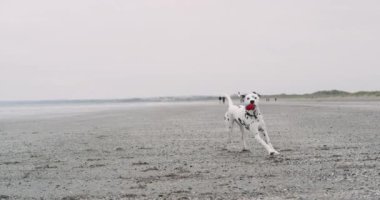 Portrait of running dalmatian dog with a small ball on his mouth , on the beach beside the blue sea. slow motions .4k