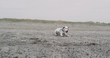Oldukça küçük köpek Dalmaçyalı döşeme aşağı plaj ve küçük bir top ile çalmayı onda rahatlatıcı bir zaman denizin dibinde. yavaş hareketleri 4k