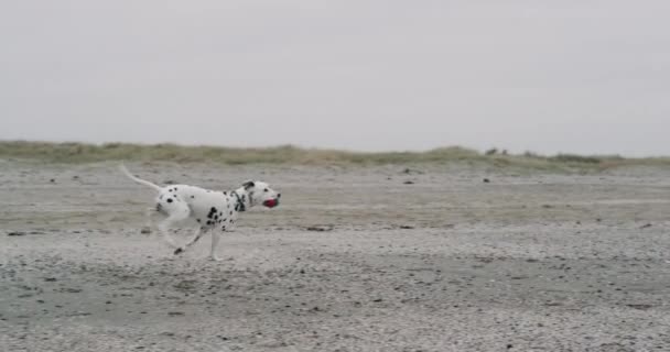 Increíble perro dálmata corriendo con una pelota en la boca a través de la playa junto al mar azul . — Vídeo de stock