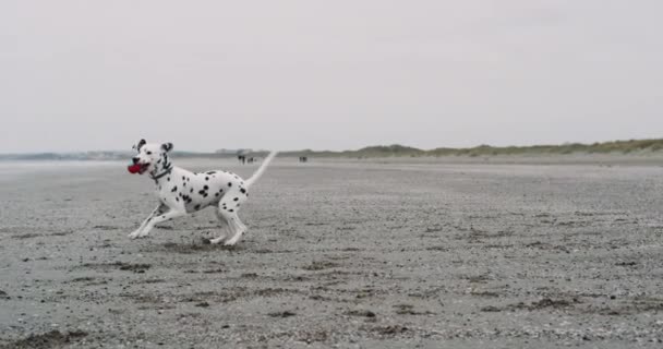 Closeup friendly dog dalmatian playing take a small ball on his mouth and running happy on the beach. — Stock Video