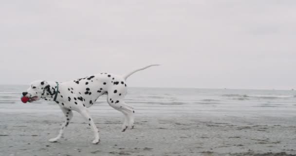 Bellissimo cane dalmata in esecuzione sulla spiaggia tenendo in bocca una piccola palla . — Video Stock