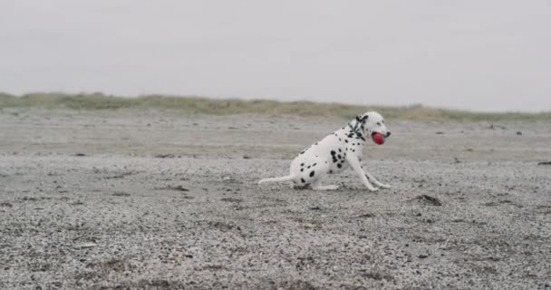 Söt liten dalmatiska hund spelar söt med en liten boll på stranden. — Stockvideo