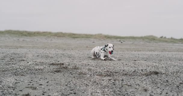 Αρκετά μικρό σκυλί Δαλματίας ωοτοκίας κάτω στην παραλία και παίζουν με μια μικρή μπάλα, είχε στιγμές χαλάρωσης δίπλα στη θάλασσα. αργές κινήσεις 4k — Αρχείο Βίντεο