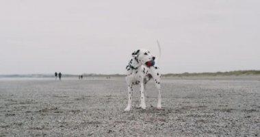 Oldukça küçük Dalmaçyalı köpeğin var eğlenceli zaman plaja ile küçük bir top oynarken, o mavi denizin dibinde oynayan güzel vakit geçirdim. 4k