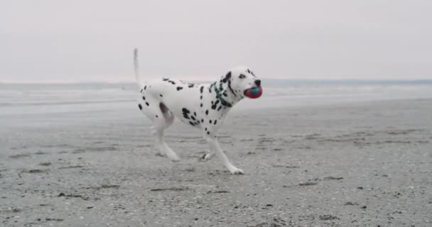Running dog dalmatian on the beach and holding a small ball on his mouth , in front of the camera. Stock Video