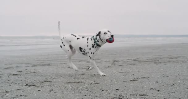 Running dog dalmatian on the beach and holding a small ball on his mouth , in front of the camera. — Stock Footage Running dog dalmatian on the beach and holding a small ball on his mouth , in front of the camera. Stock Video