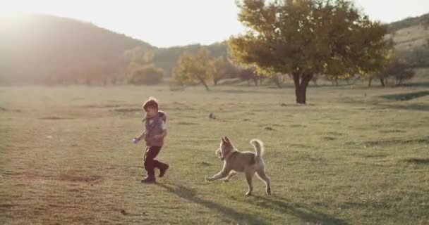 Lilla husky hunden spelar mycket härlig med tre år gammal pojke mitt i naturen intill en sjö — Stockvideo