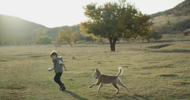 Vauva husky koira leikkii söpö poika kolmevuotias keskellä kenttää, he viettävät hyvää aikaa yhdessä — kuvapankkivideo