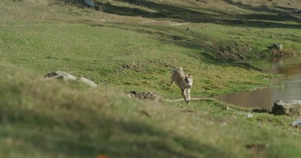 Kör roligt genom gräset en söt lite husky hunden bredvid en sjö på solig dag. — Stockvideo