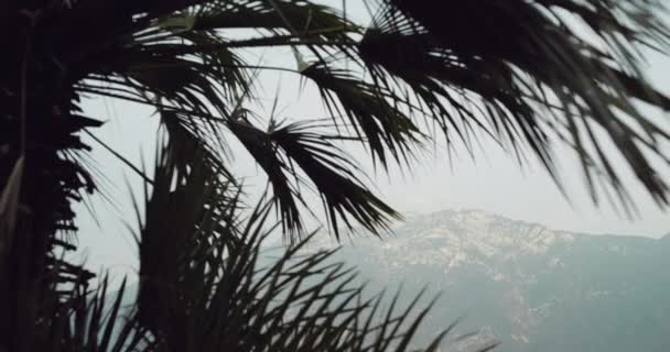 Nahaufnahme unter einer Palme, Video eines fliegenden Vogels unter einem Berg im Hintergrund eines Sees. — Stockvideo