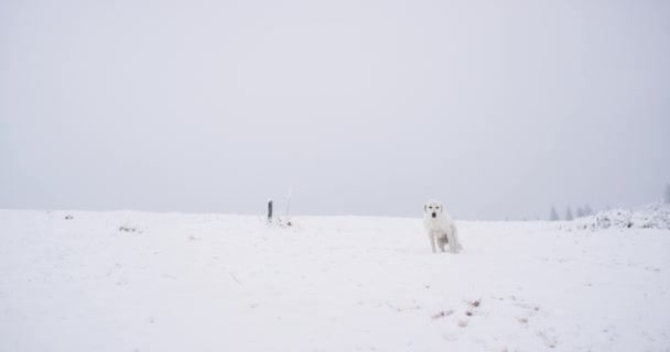 Όμορφο λευκό σκυλί στο βουνό στέκεται μπροστά από την κάμερα και να κρυώσει — Αρχείο Βίντεο
