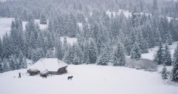 Hermosa vista en la cima de la montaña tomando video de una casa de madera y caballos alrededor en medio del bosque nevado y la montaña alrededor — Vídeos de Stock