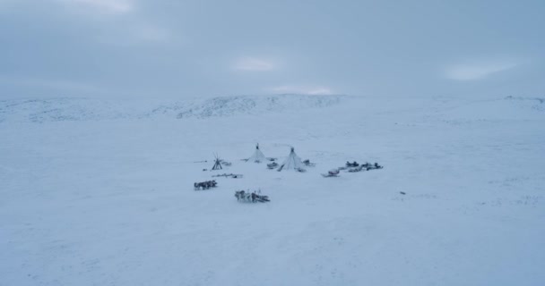 From the top drone capturing a camp of yurts and reindeers soo wonderful view. — Stock Video