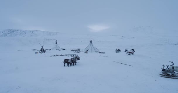 Drone figyelembe videó egy rénszarvasok és yurts közepén sarkvidéki csodálatos kilátás. 4k — Stock videók