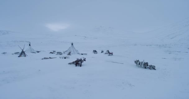 드론 놀라운 비디오 캡처와 함께 복용 북극의 중간에 썰매와 순록의 많은. — 비디오