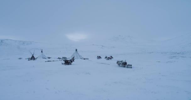 Yurts and reindeers in the Siberia taking a aerial view from of drone. — Stock Video