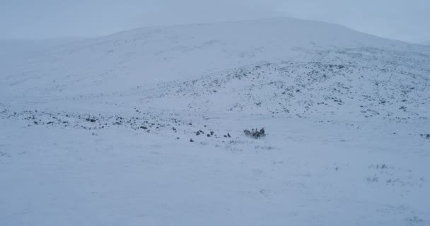 Dron, yurts reindeers ve kızak dışında kamp gelen Sibirya yaşamın yakalama. — Stok video