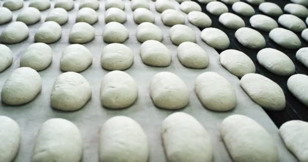 Raw dough forming pieces for baking bread standing in the conveyor in a big bakery industry taking video from the top — Stock Video