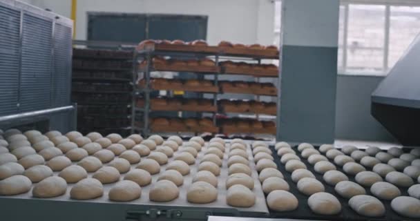 Cinta transportadora de pan crudo lista para ir en la línea de banda automatizada en una moderna fábrica de panadería — Vídeo de stock