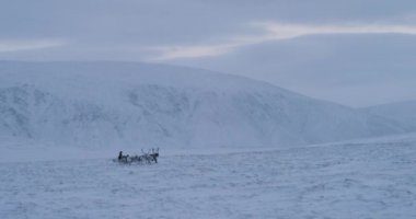 Bir geyik kızak ile Bir Sibirya lı ren geyiği grubu Arktik tundra ortasında kar alanında bir yolculuk var.