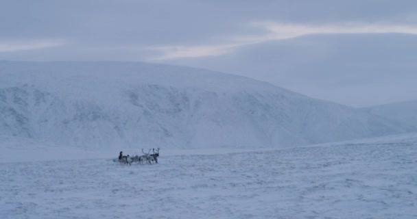 Groep van rendieren met een Siberische man met een slee hebben een ritje door het sneeuwveld in het midden van de arctische toendra. — Stockvideo