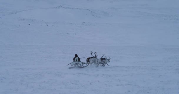 Сибирский мужчина в традиционной одежде из меха катается с группой северных оленей с санями в центре Арктики. выстрел по красному эпосу — стоковое видео