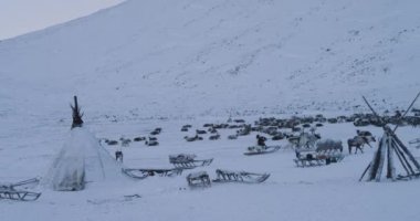 Yamal ortasında , yurtlarda yaşayan insanlar bir yurts kampının video yakalama , ren geyiği sürüsü ve ren geyiği inanılmaz video ile bir kızak üzerinde sürüş adam sürüsü