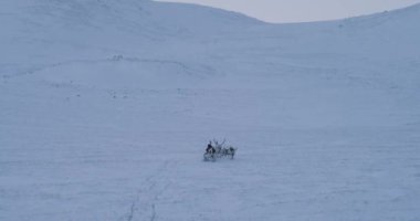 Tundranın ortasında kızakla Arktik adamla ren geyiği çalıştırıyorlar. 4k