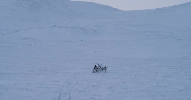 Laufende Rentiere auf einer Fahrt mit arktischen Menschen auf einem Schlitten mitten in der Tundra. 4k
