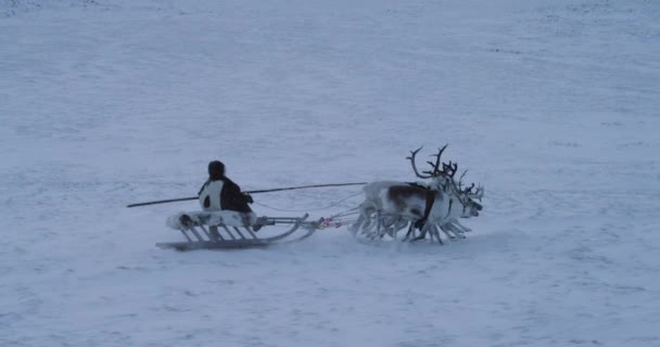 Hombre siberiano conduciendo en un trineo con cinco renos en medio de una tundra llena de nieve — Vídeos de Stock